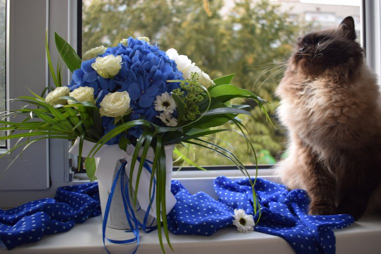 Кот с букетом