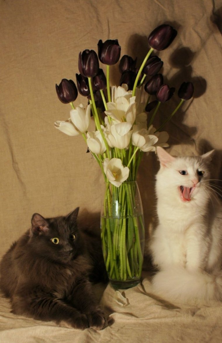 Котик с букетом цветов