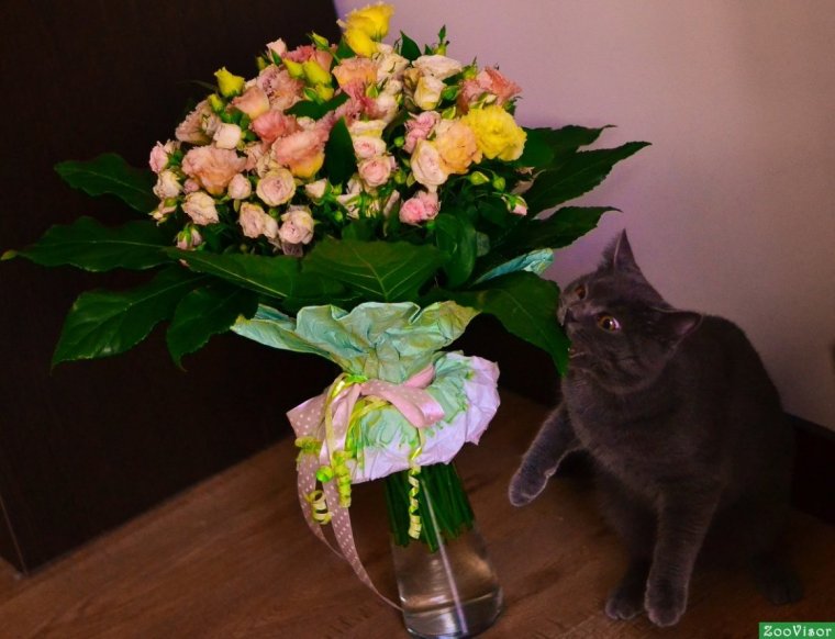 Кошачий букет
