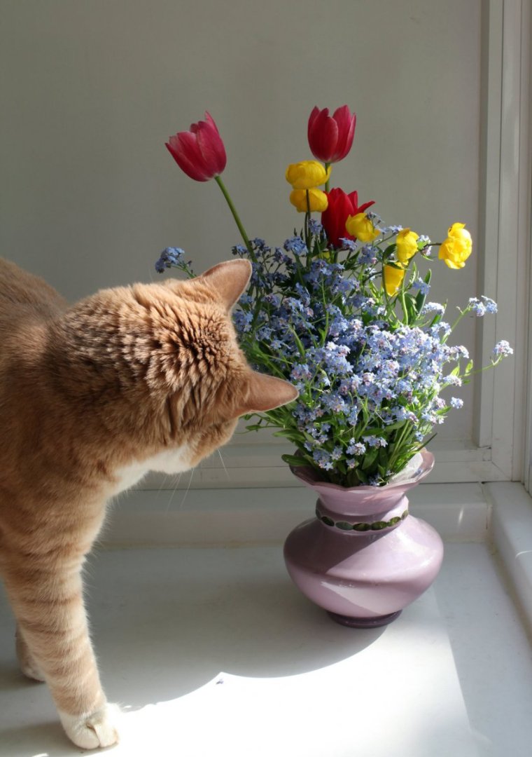 Кошка с букетом цветов