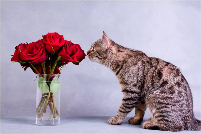 Кошки с розами