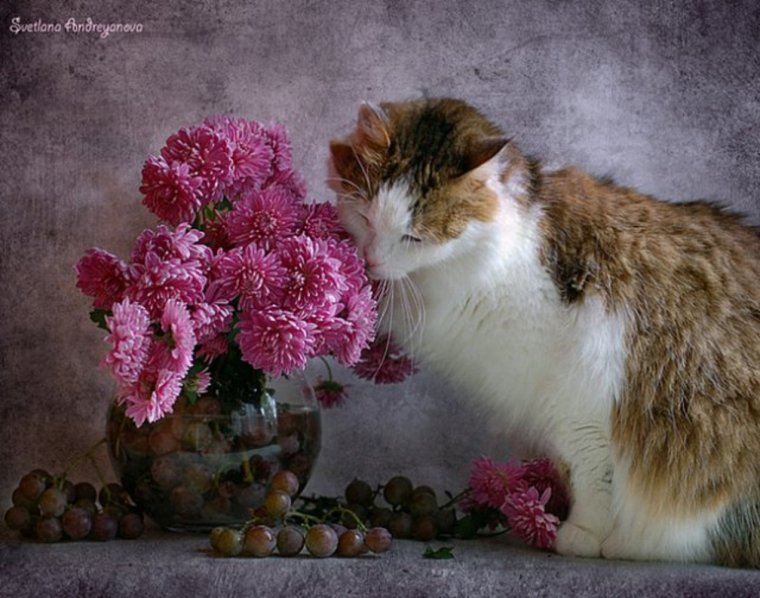 Кошки и цветы осень