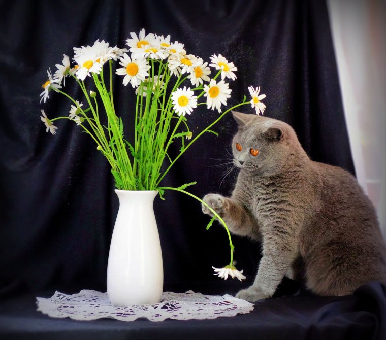 Букет котят