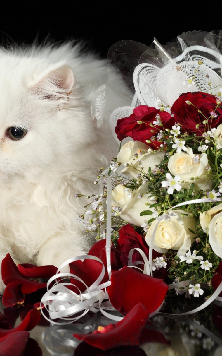 Белый котенок в розах