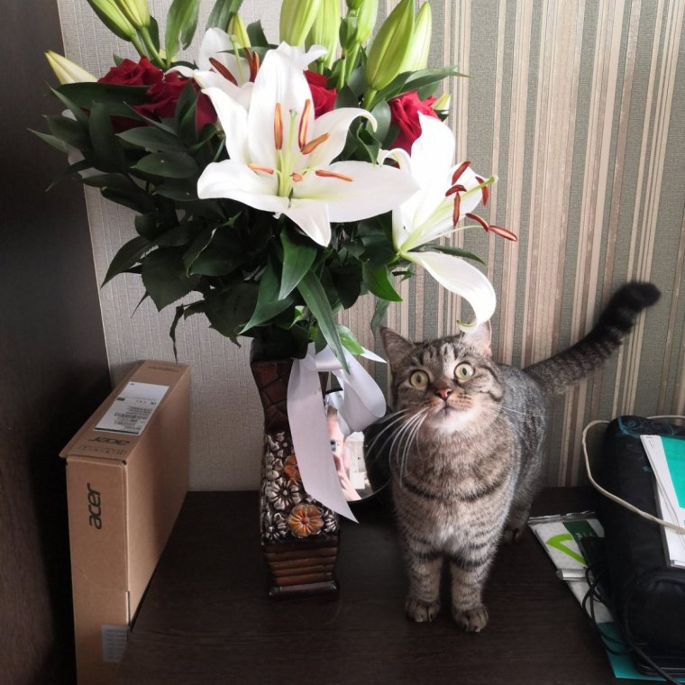 Котик дарит букет цветов