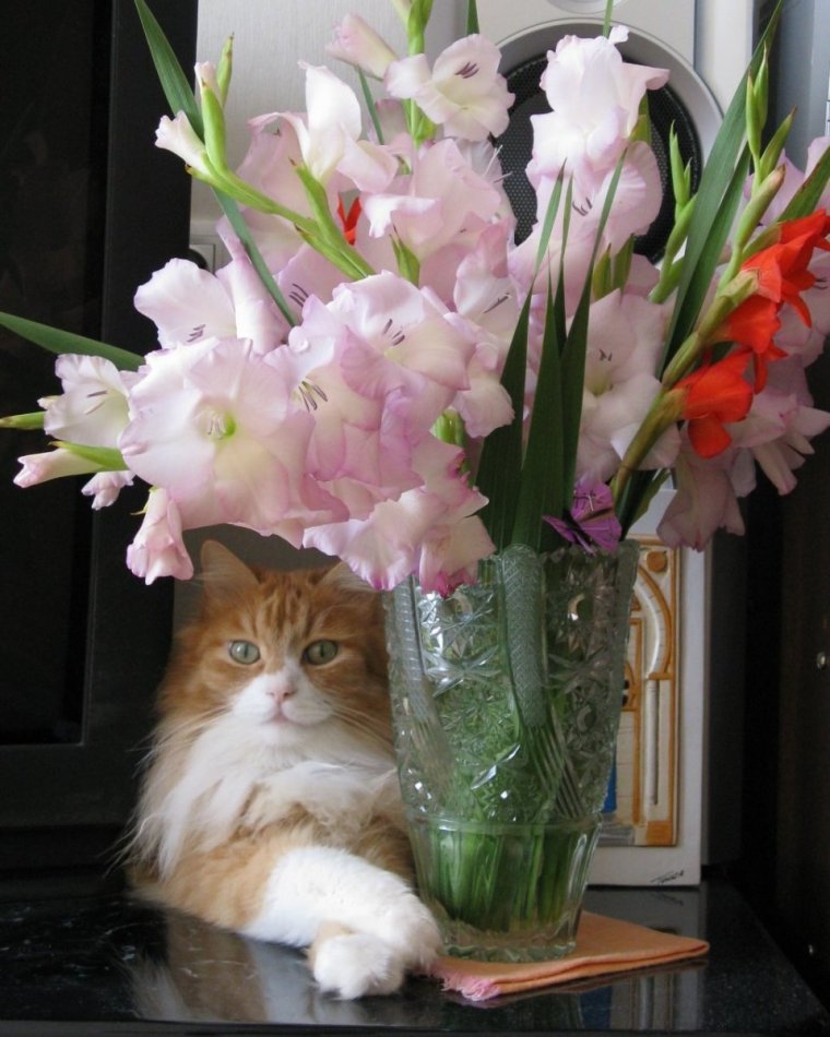 Красивые букеты и котёнок