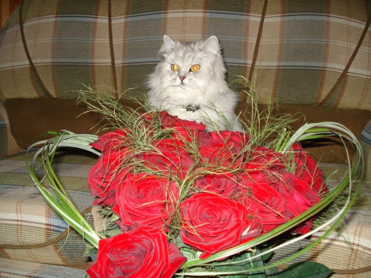 Кошка с красивым букетом