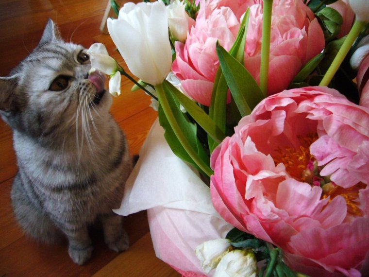 Котик в пионах