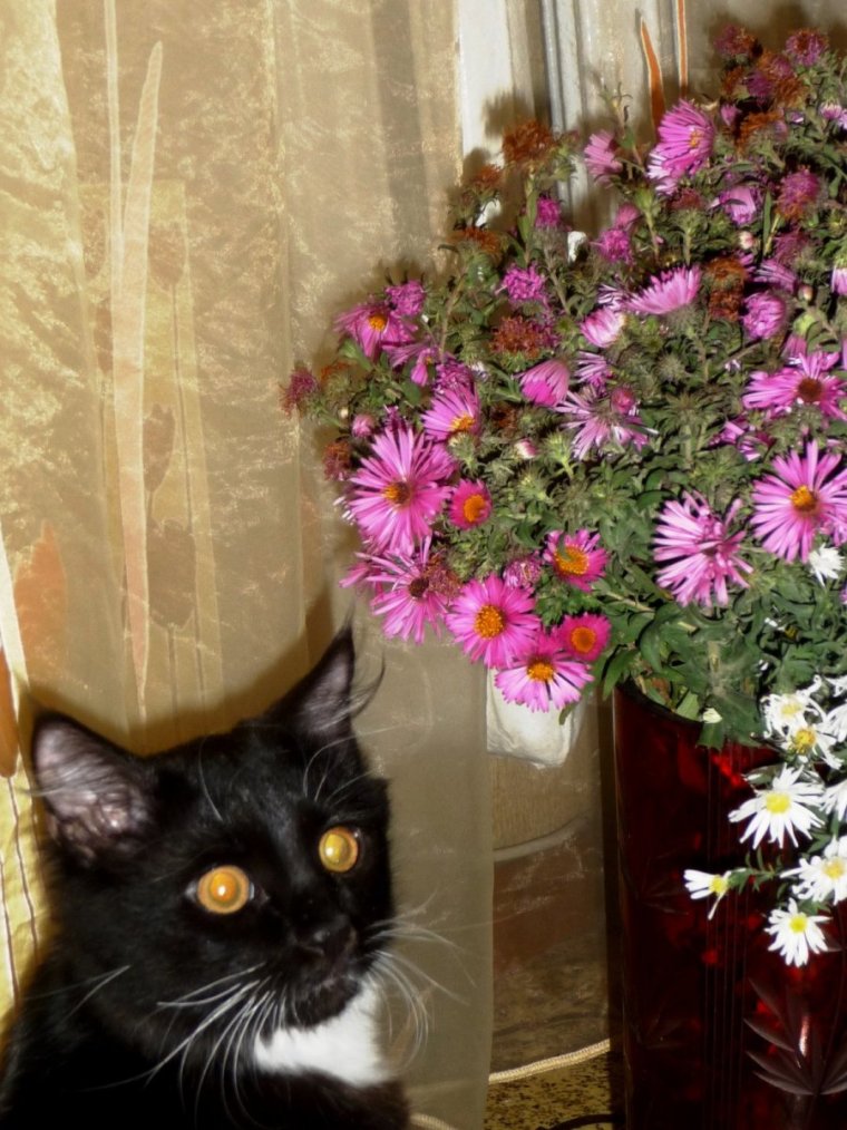 Кошачий букет