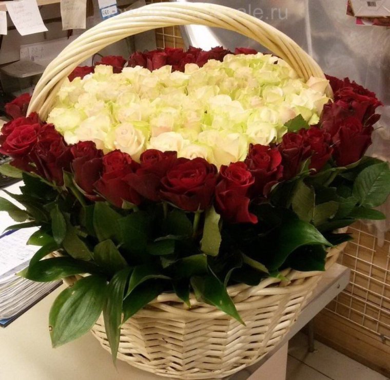 Огромный букет бордовых роз