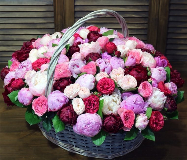 Цветы розы красивые