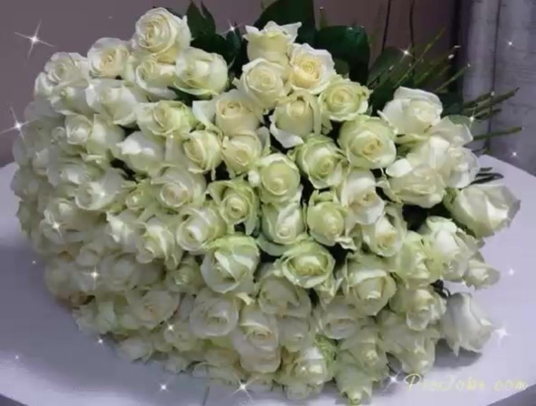 Белые розы огромные и шикарные букеты