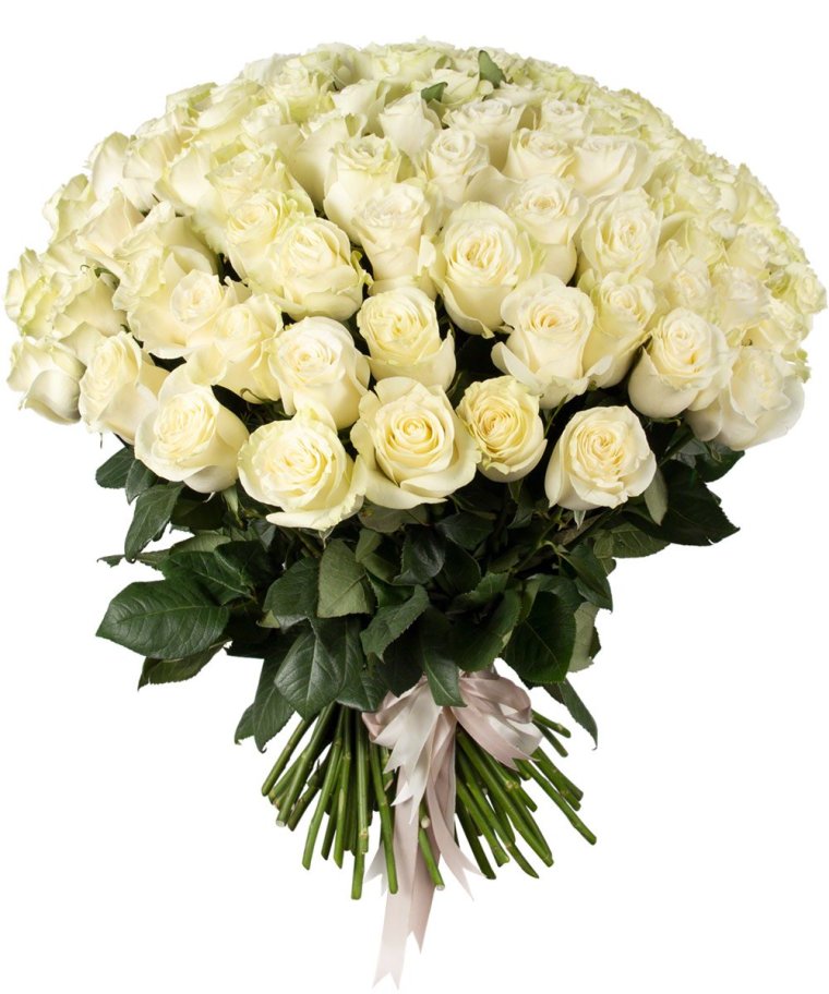 101 Белая роза "Атена"