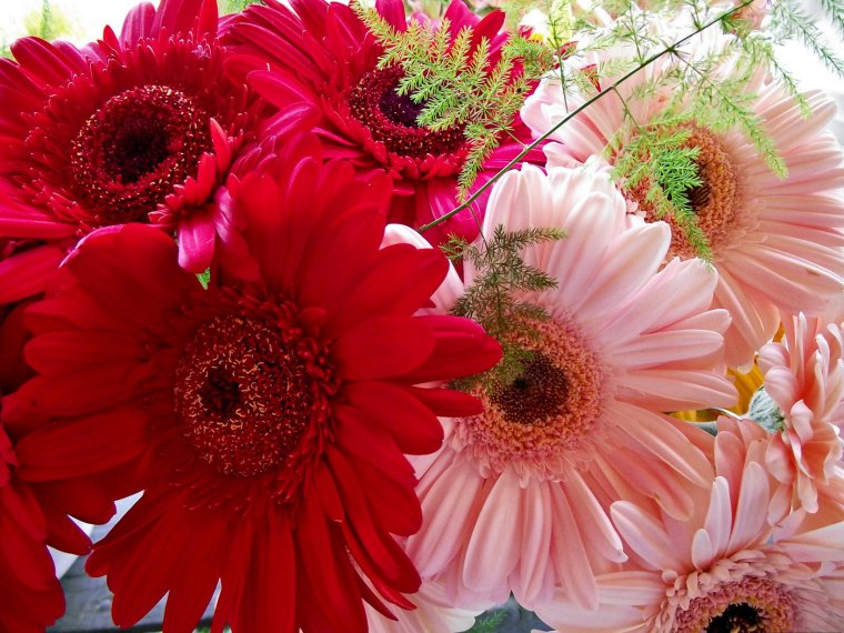 Анимационные герберы