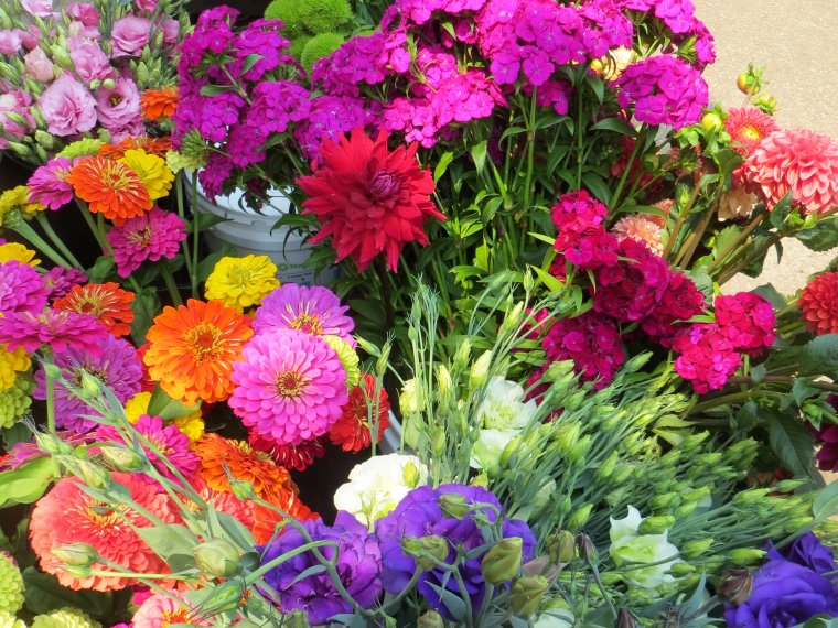 Цинии георгины астры