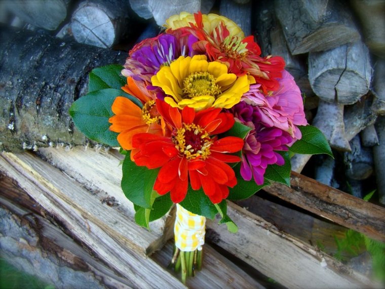 Цинии эустома