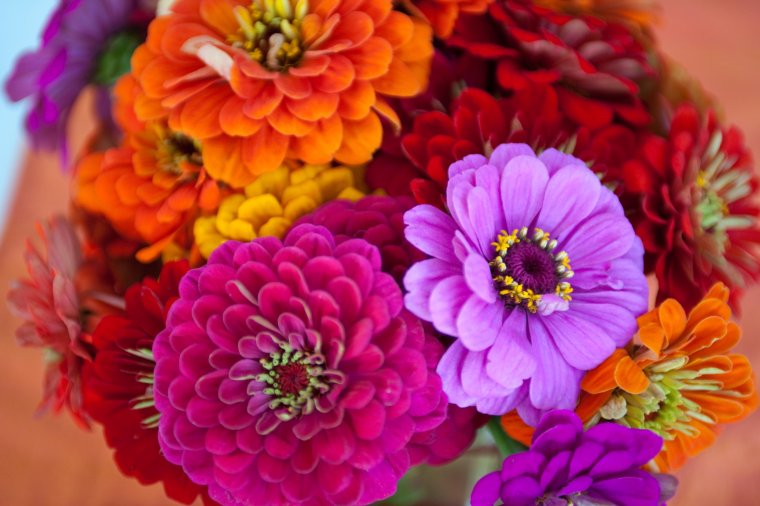 Цинии букет