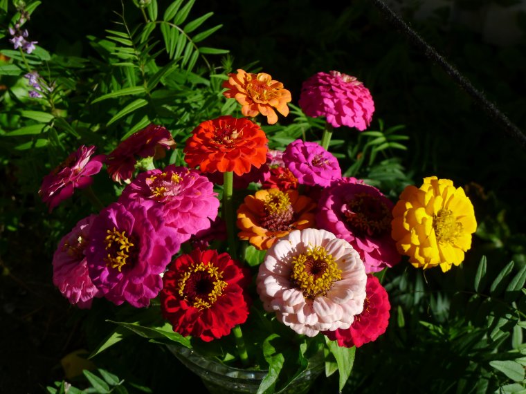 Букет из циний