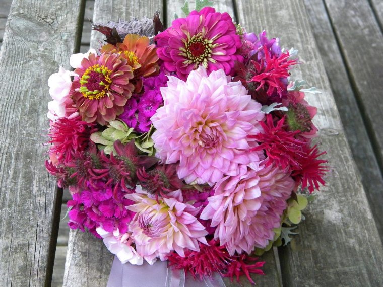 Астра Хризантема георгин