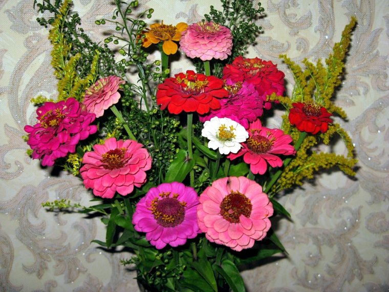 Циния Букетная