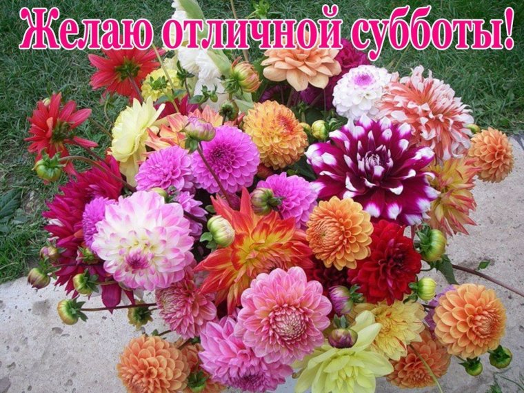 Букет георгин атл