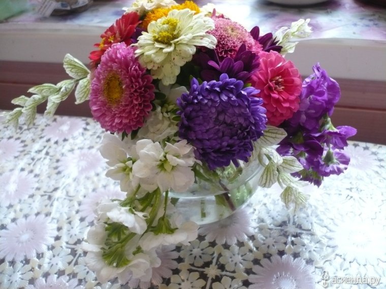 Астра 1 сентября с астрами