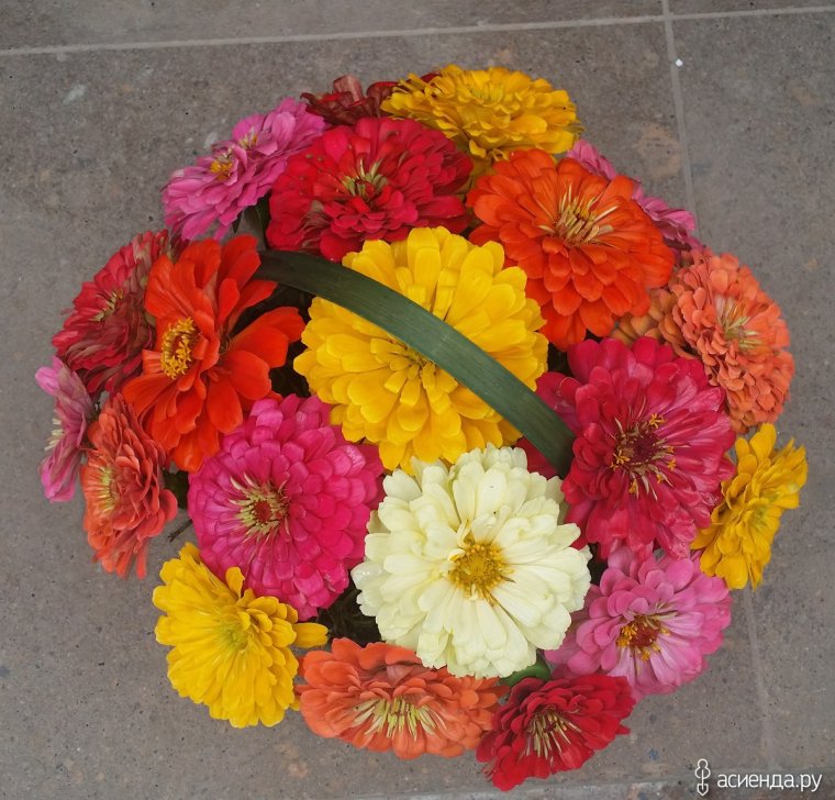 Астры и гипсофилы