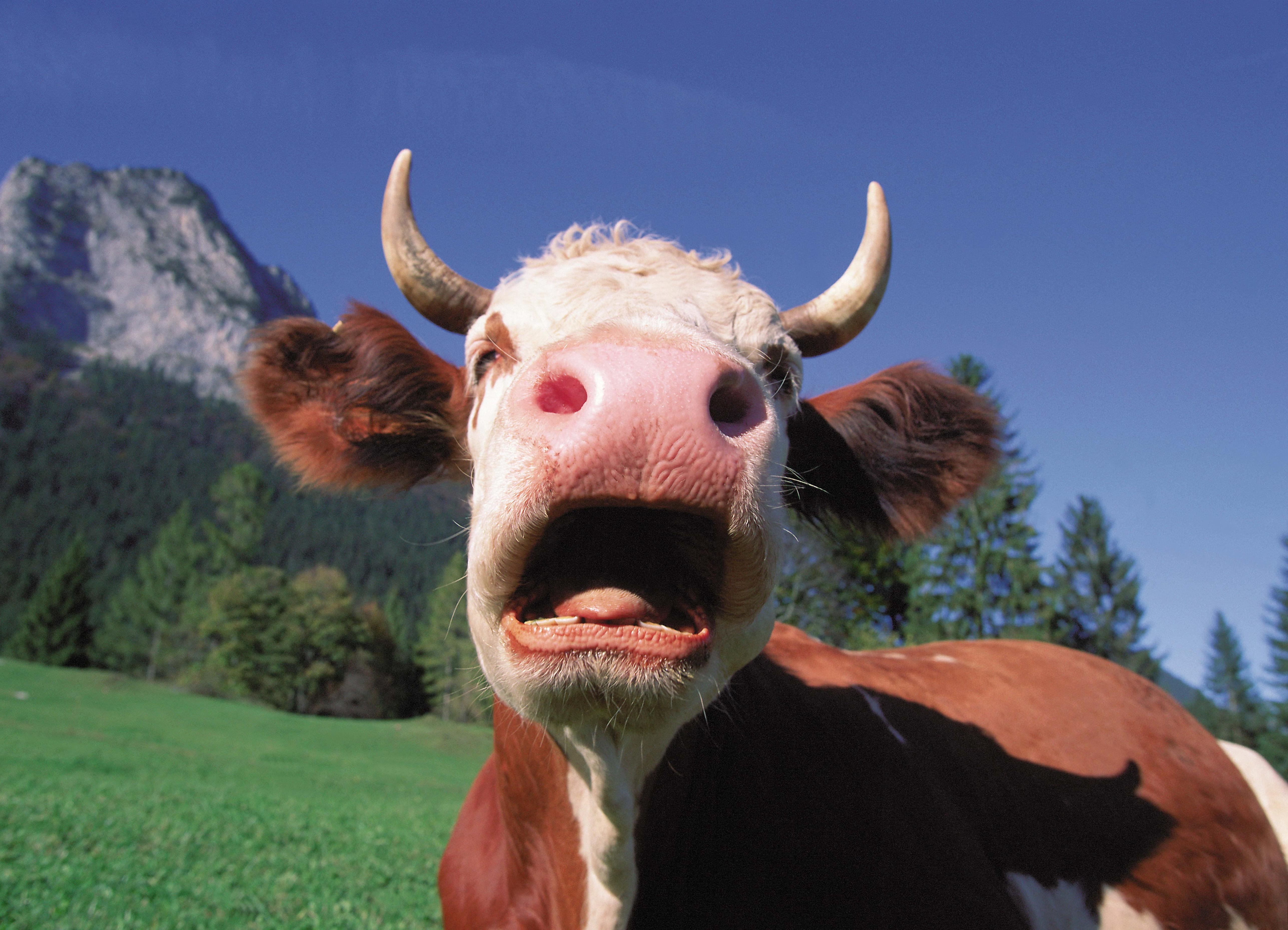Звук издает корова. Корова. Корова мычит. Бык мычит. Корова кричит.