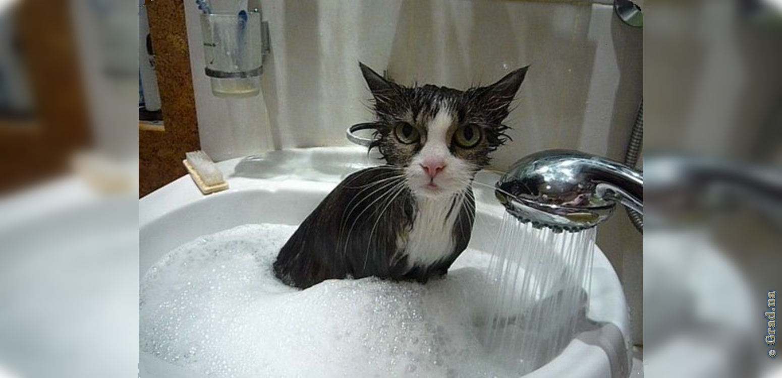 После душа мокрая. Кот в ванне. Мокрая кошка. Котик в душе. Мокрые коты.