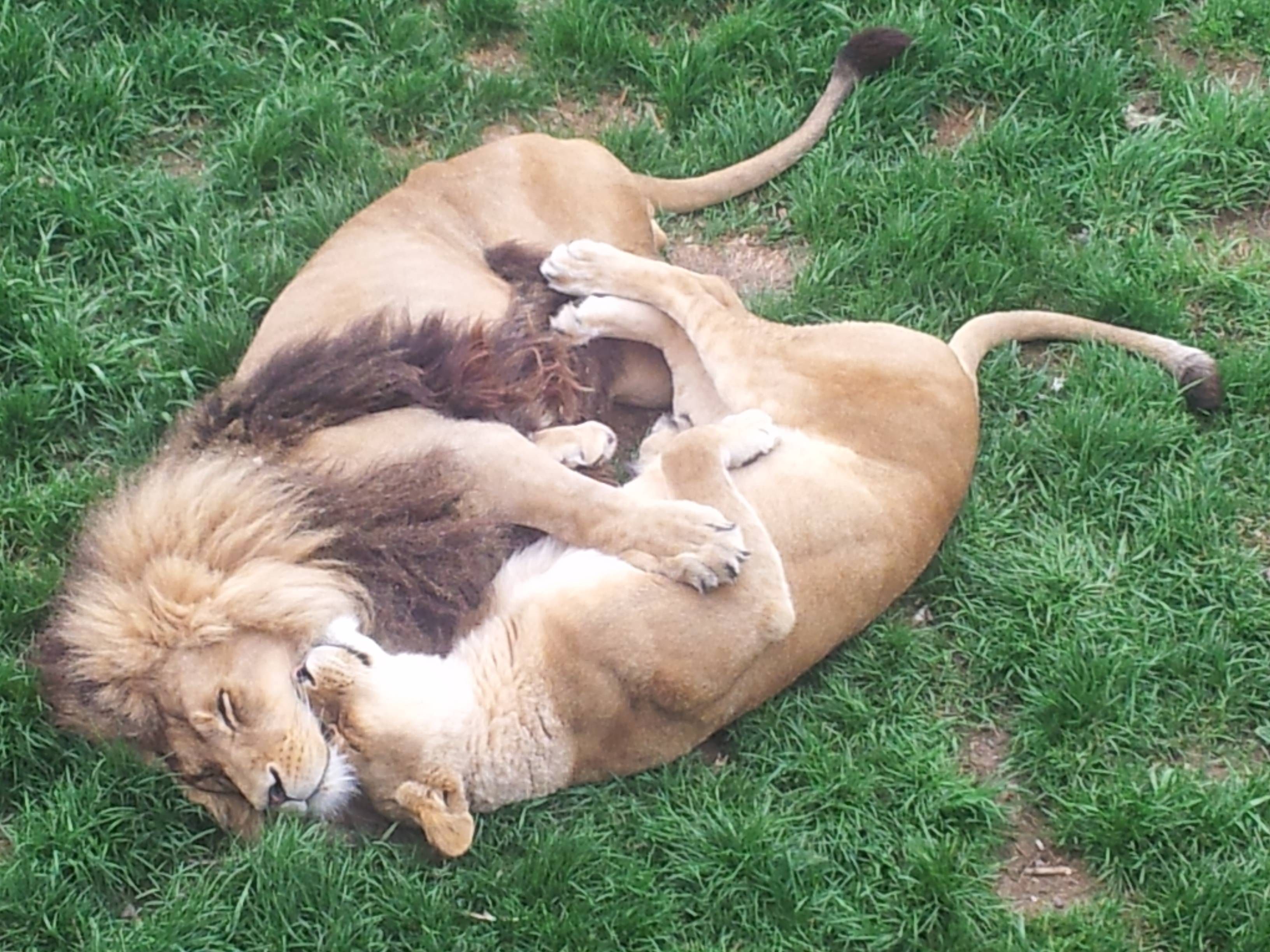 Мама лижет яйца. Лев и львица. Спящие львы. Л вы спят.