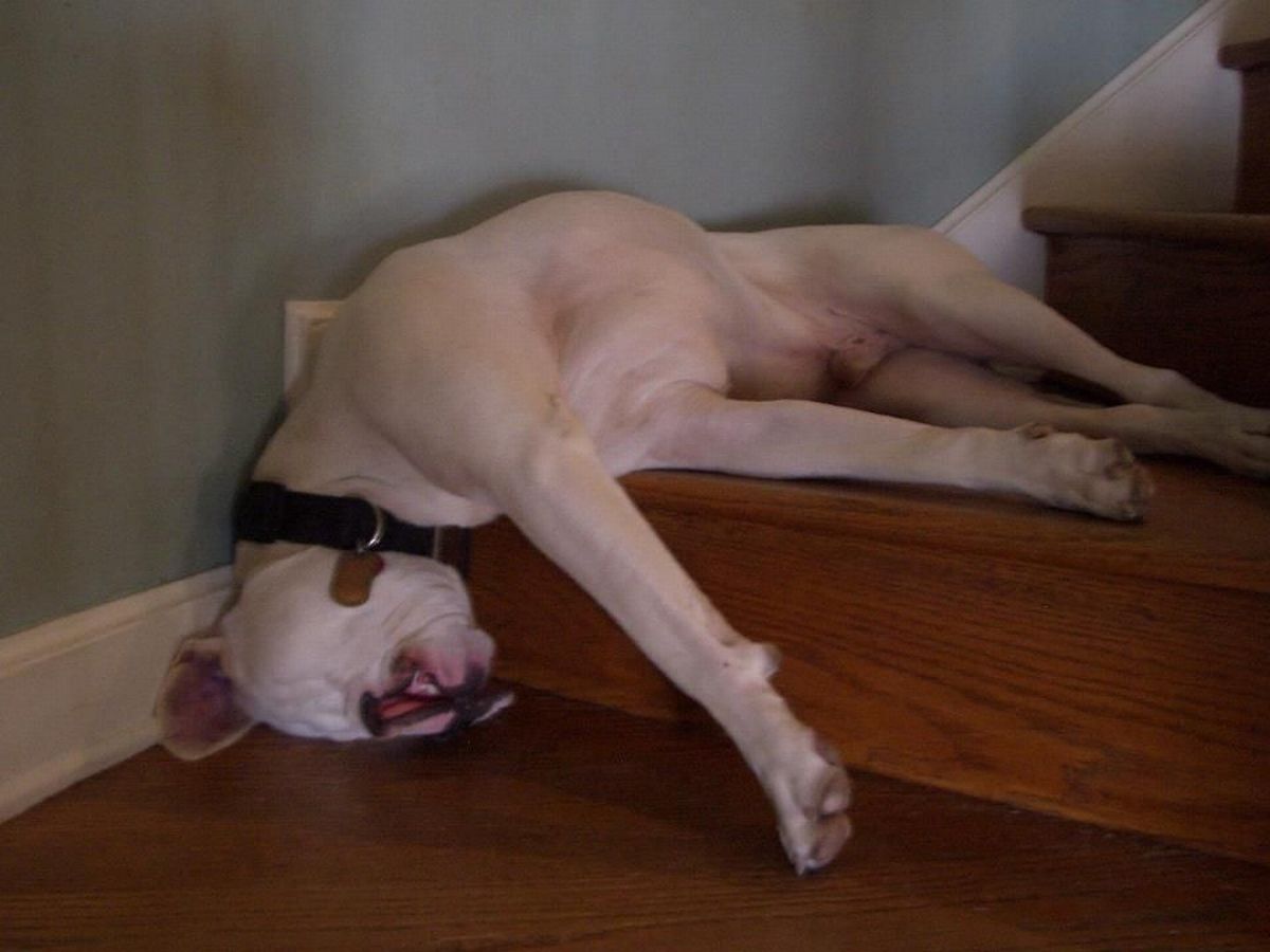 Почему собаки спят в ногах. Спящие собаки. Смешные позы собак. Собаки в необычных позах.