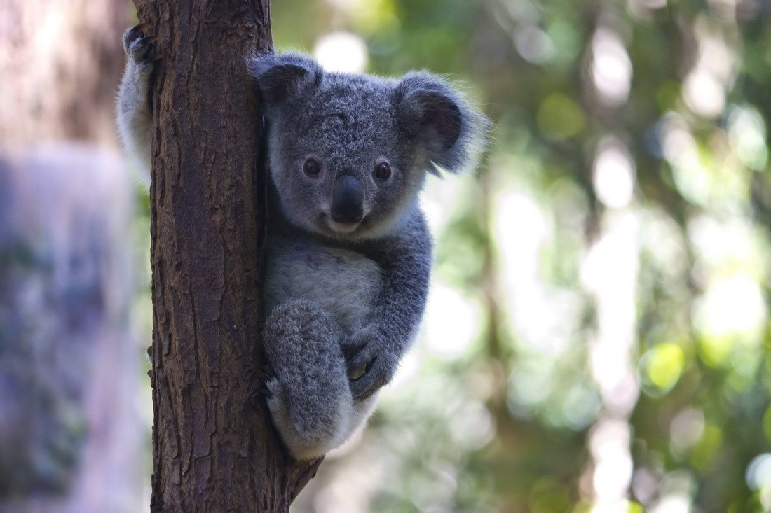 Милая коала. Коала. Мишка коала. Коала милая. Маленькие коалы.