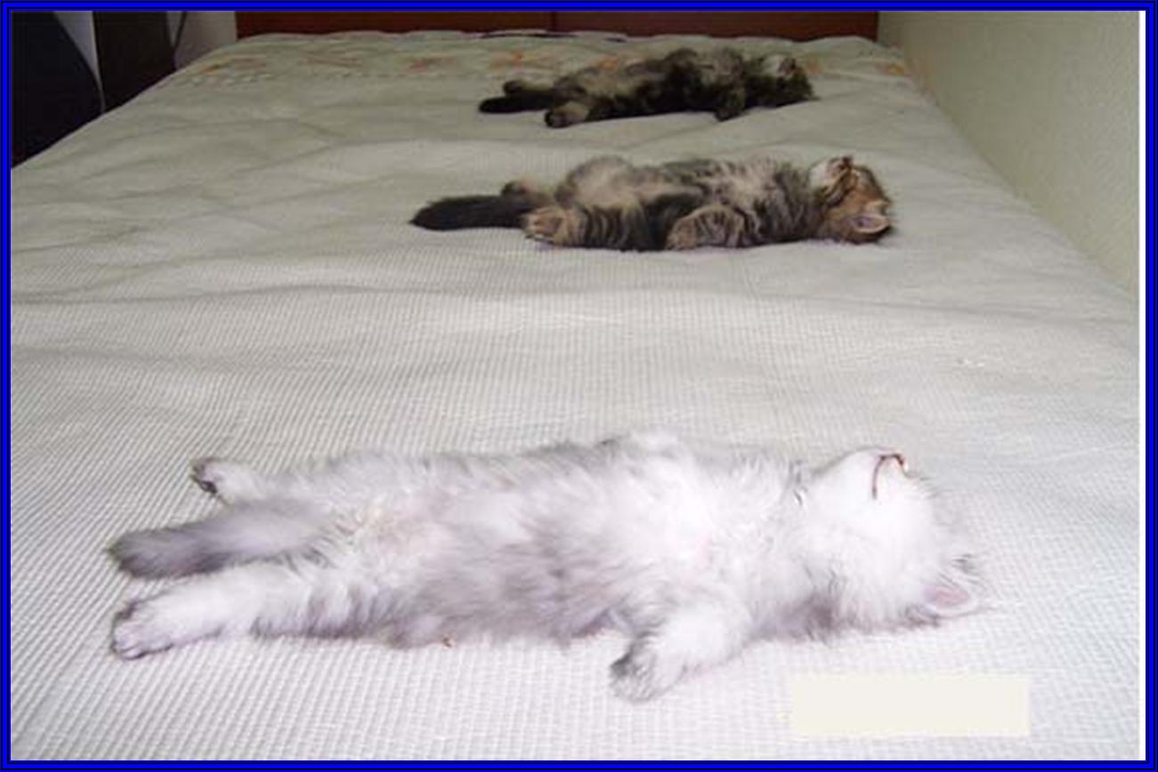 Они собираются спать. Уставший котенок. Сонный кот на работе. Кот в кровати. Спят усталые котята.