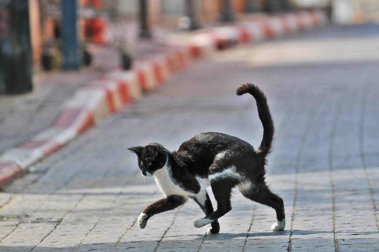 Шагающий кот. Кошка идет. Кошка бежит. Кошачья походка. Кот на дыбах.