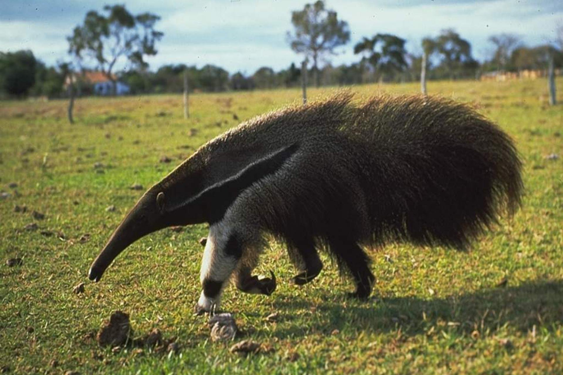 Где муравьед на каком материке. Гигантский муравьед Южной Америки. Giant Anteater. Муравьед хвост. Гигантский муравьед крупнейший хищник Южной Америки.