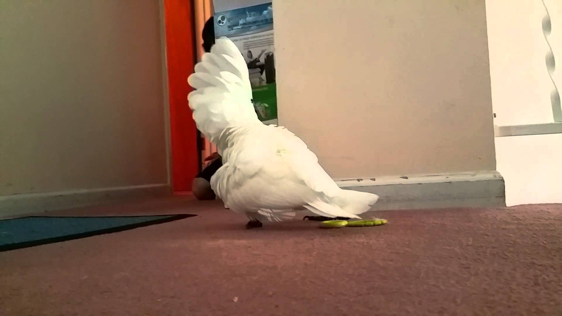 Peekaboo Cockatoo