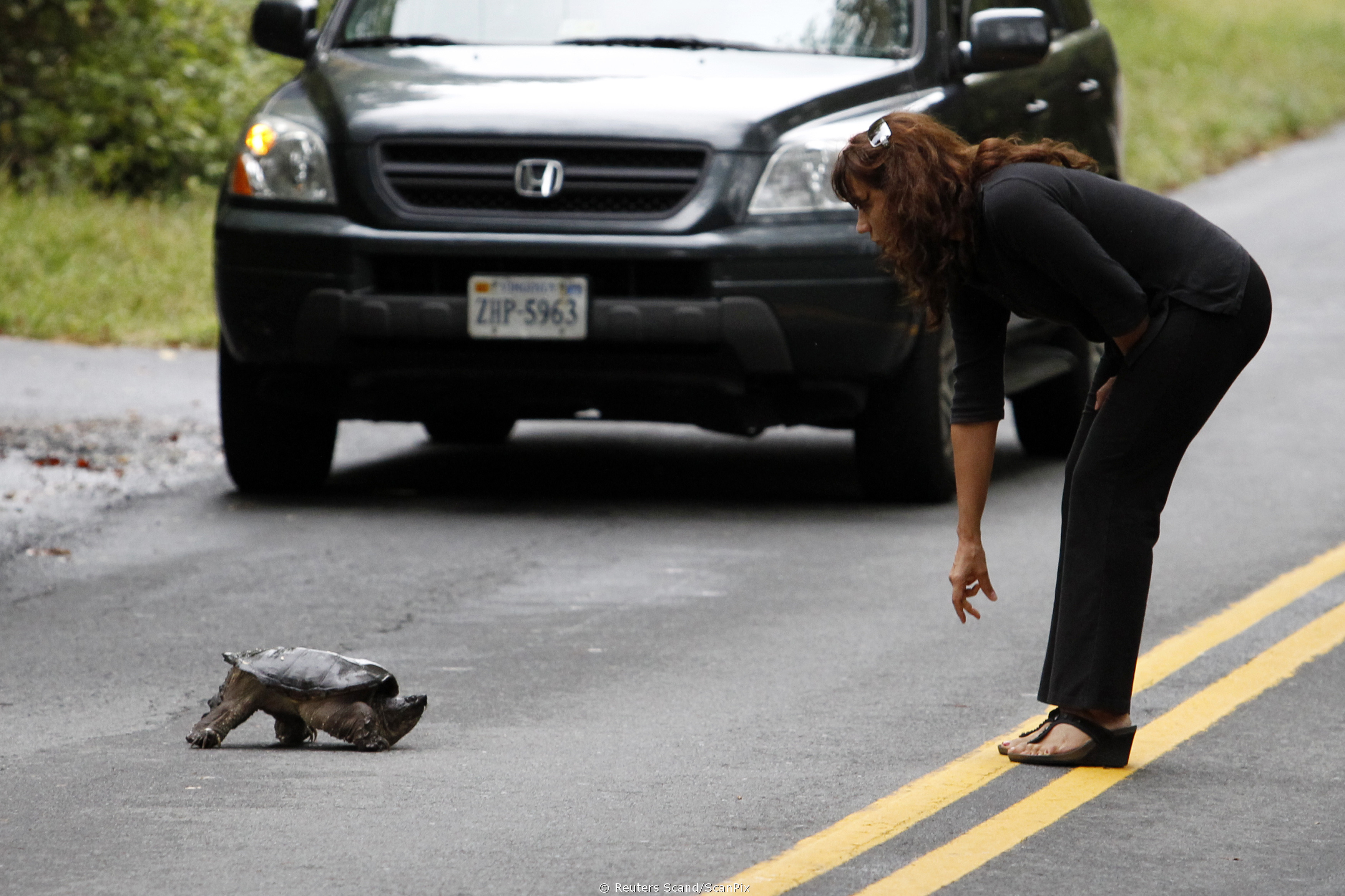 Женщина выбежала из дома. Животные на дороге. Раздавленные животные на дороге. Животные переходят дорогу. Смешные ситуации.