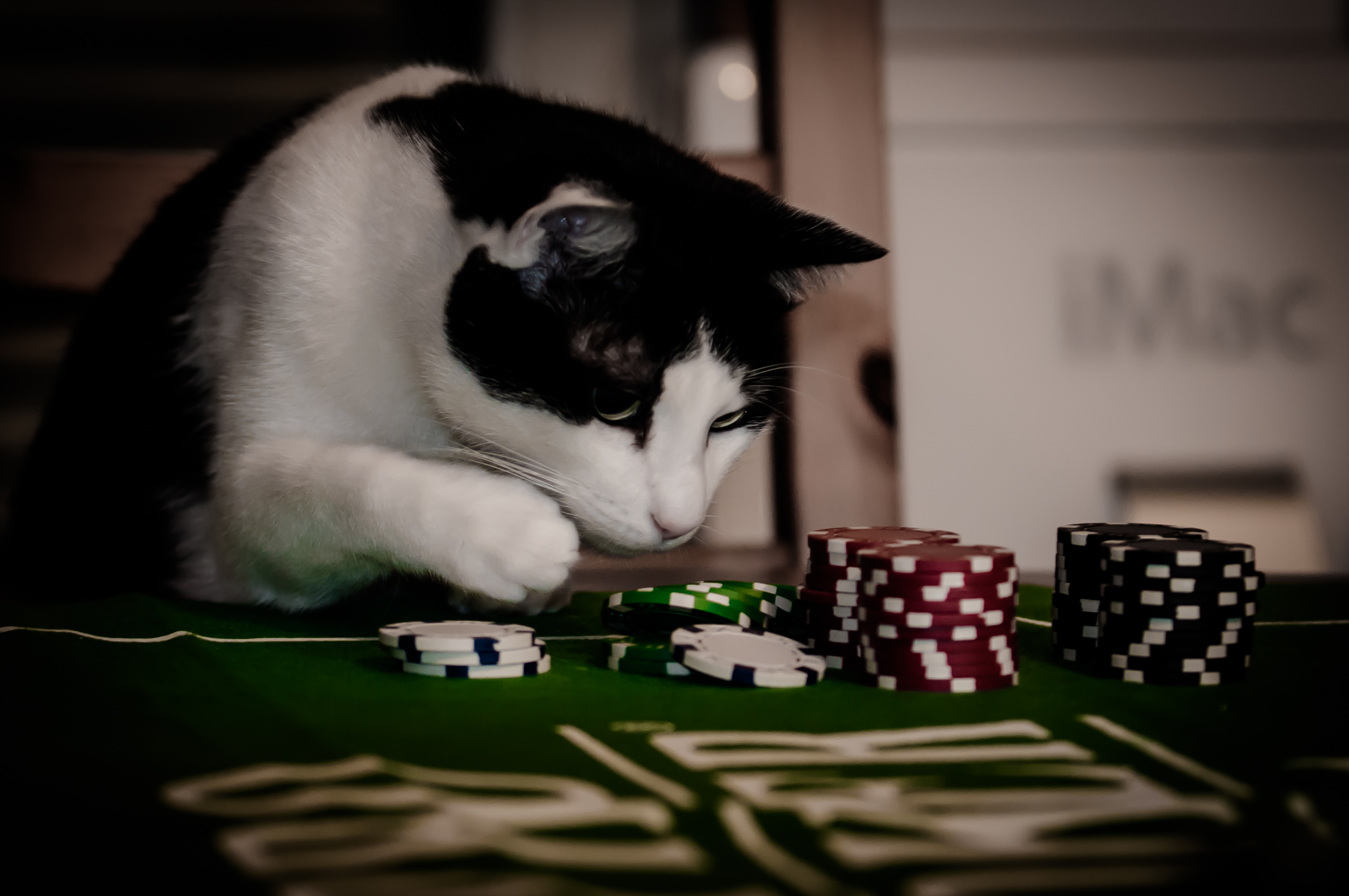 Cat casino играть в игровые. Кот казино. Коты Покер. Котик в казино. Кот играет в казино.