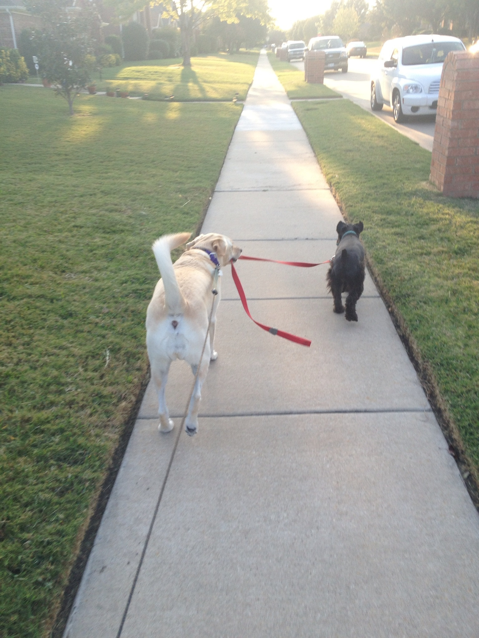 Друг не хочет гулять. Смешные собаки на прогулке. Прогулка с собакой. Приколы с собаками. Выгул собак.