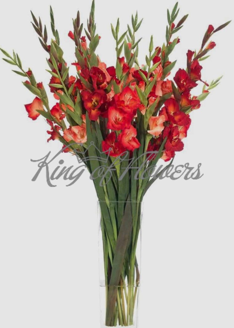 101 Гладиолус