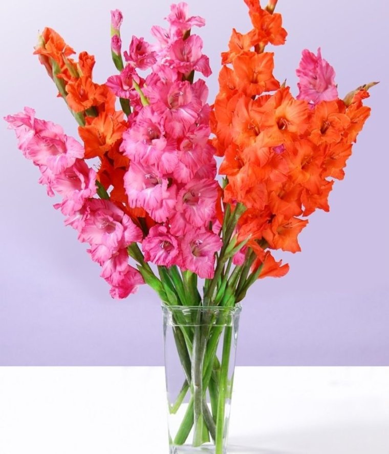 Цветы гладиолусы букет