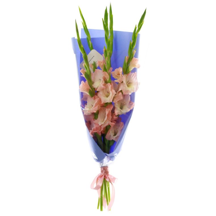 Гладиолус бордовый в вазе