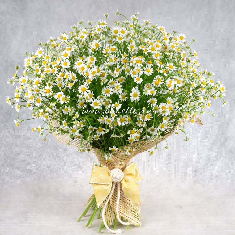 Букет ромашек фото