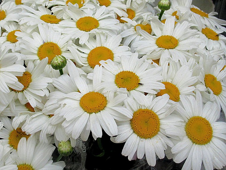 Букет ромашек