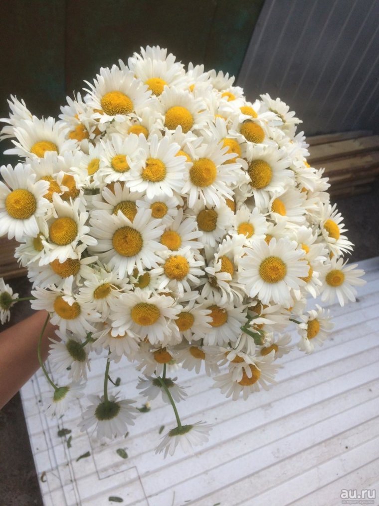 Самый красивый букет ромашек