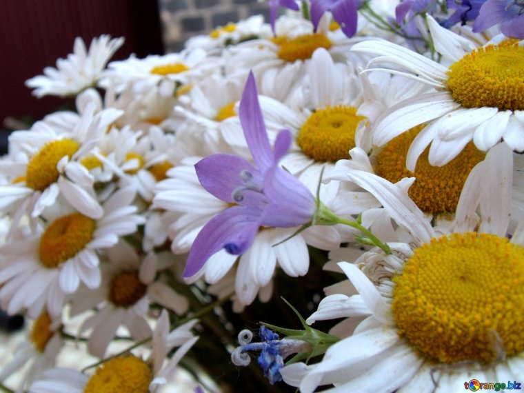 Шикарный букет ромашек