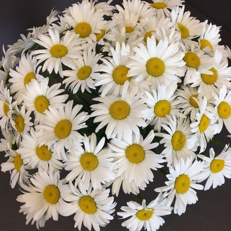 Шикарный букет ромашек