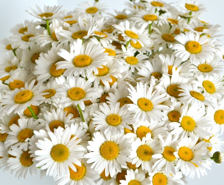 Букет из роз и ромашек