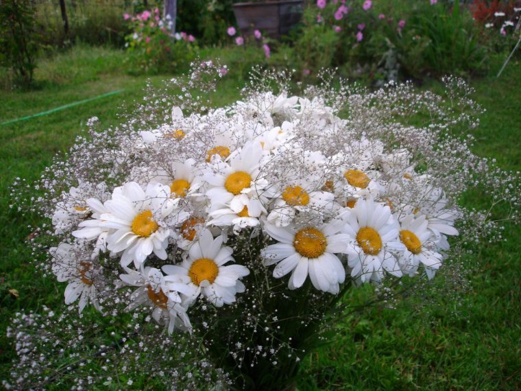 Букет белых хризантем