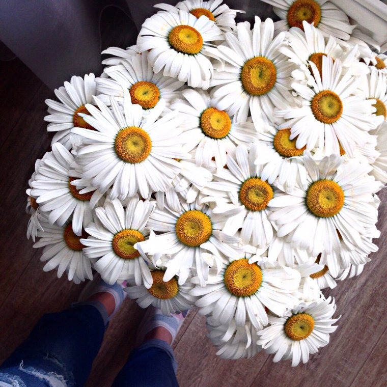 Большие букеты ромашек